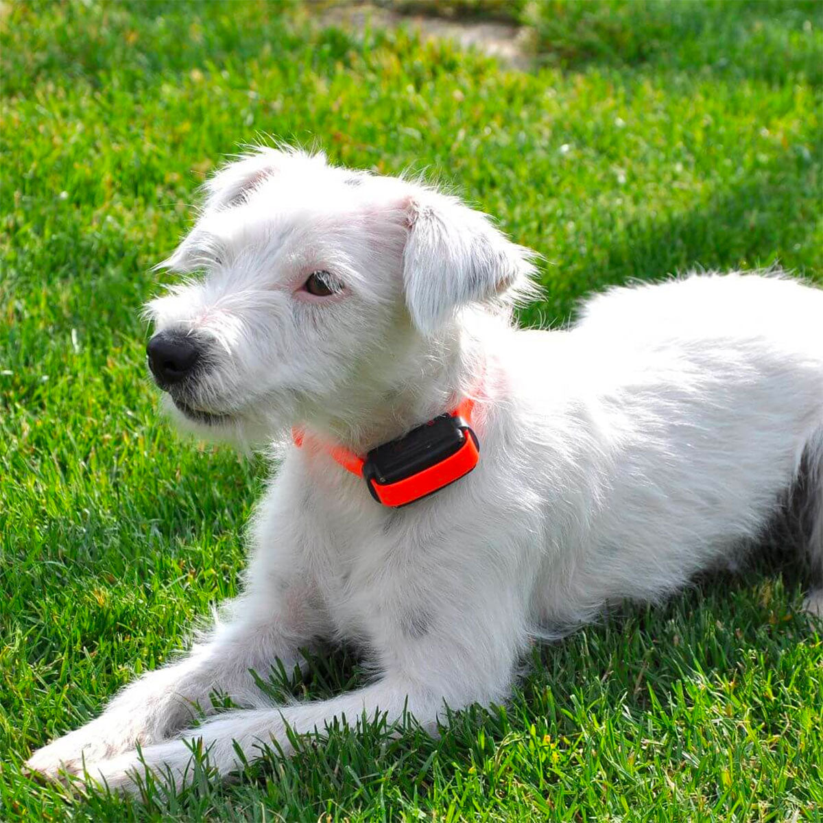 DOG TRACE - D-MUTE ONE Rechargeable Anti-Bark Collar