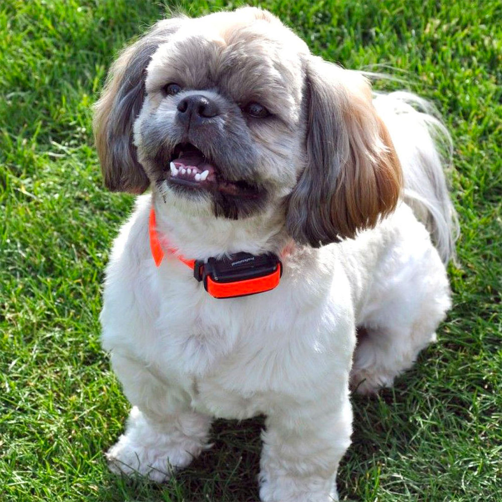 DOG TRACE - D-MUTE ONE Rechargeable Anti-Bark Collar