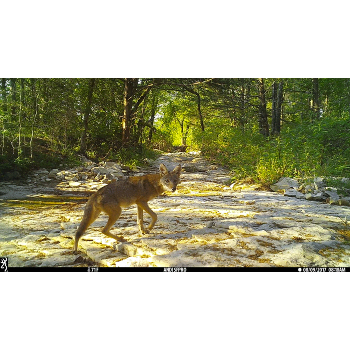 CAMERA TRAP - BROWNING - DARK OPS PRO